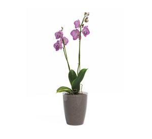Maceta Orquídea clear