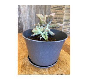 Macetero con plato Biodegradable Bamboo curvo gris 13x16.5x16.5 cm