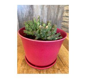 Set 4 maceteros con plato Biodegradable Bamboo curvo rojo