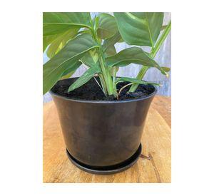 Macetero con plato Biodegradable Bamboo curvo negro 13x16.5x16.5 cm