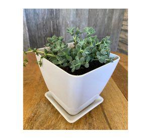 Set 4 maceteros con plato Biodegradable Bamboo cuadrado blanco/verde