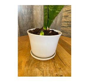 Macetero con plato Biodegradable Bamboo curvo blanco 13x16.5x16.5 cm