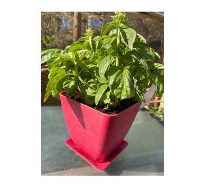 Set 4 maceteros con plato Biodegradable Bamboo cuadrado rosado