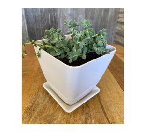 Set 4 maceteros con plato Biodegradable Bamboo cuadrado blanco/amarillo