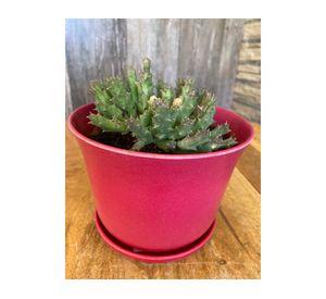 Macetero con plato Biodegradable Bamboo curvo rojo 13x16.5x16.5 cm
