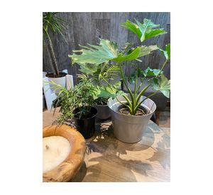 Macetero Bio 25 cm Clásico gris