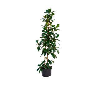 Planta natural Ficus Cyathistipula Xl MCI 29