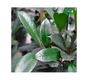 Planta natural Ficus Cyathistipula Xl MCI 29