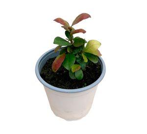 Planta natural Jazmín Hélice S trepadora 15x10 cm