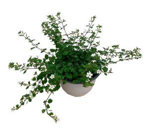 Planta natural Bacopa Blanca 15x20 cm