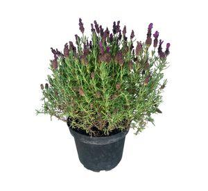 Planta natural Lavanda Stoecha 20x21 cm