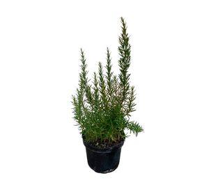 Planta natural Romero 20x10 cm