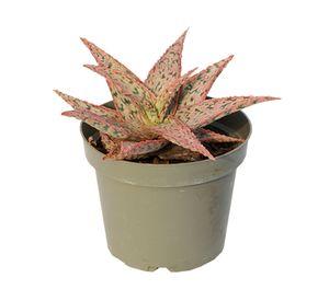 Planta natural Aloe Pink Blush VCG 13