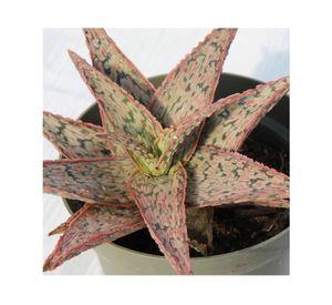 Planta natural Aloe Pink Blush VCG 13