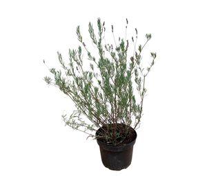 Planta natural Lavanda inglesa morada 20x10 cm