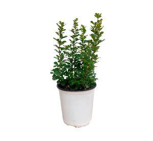 Planta natural Rhus Crenata 25x15 cm