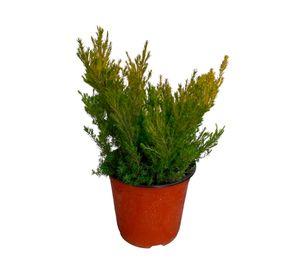 Planta natural Diosma 15x20 cm