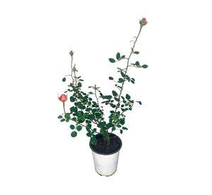 Planta natural Rosa Belle Romántica 50x30 cm