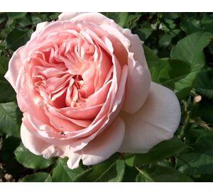 Planta natural Rosa Belle Romántica 50x30 cm