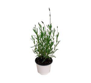 Planta natural Lavanda Francesa 20x10 cm