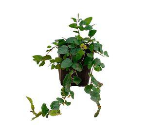 Planta natural Ficus repens 7x15 cm