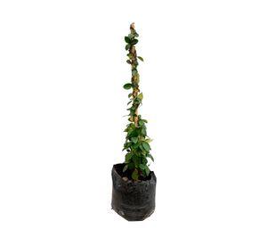 Planta natural Jazmín hélice M trepadora 100x15 cm