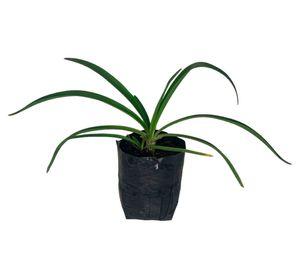 Planta natural Agapanto africano 20x20 cm