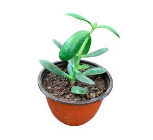 Planta natural suculenta Jade 10x10 cm
