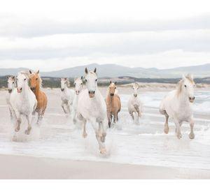 Papel fotomural Caballos 8986 Komar