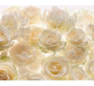Papel fotomural Nw rosas blancas 4007 Komar