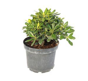 Planta natural Pitosporo Tobira Enano MCI 21