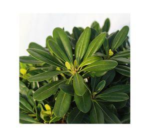 Planta natural Pitosporo Tobira Enano MCI 21