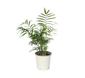 Planta natural Chamaedorea M17