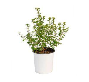 Planta natural Rhus Crenata VCH 17