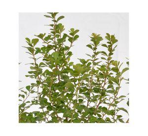 Planta natural Rhus Crenata VCH 17