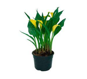 Planta natural Cala 20x17 cm