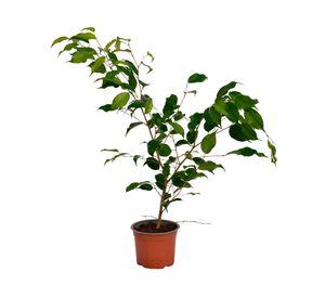 Planta natural Ficus verde S VCG 15