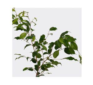 Planta natural Ficus verde S VCG 15