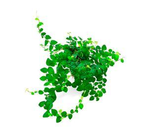 Planta natural Ficus Repens 20x15 cm