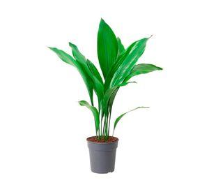 Planta natural Aspidistra 40x17 cm
