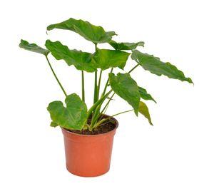 Planta natural Philodendron Paraguayo Vcg 13