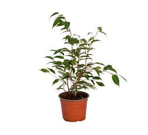 Planta natural Ficus Variegado S VCG 15