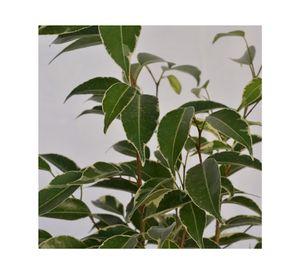 Planta natural Ficus Variegado S VCG 15