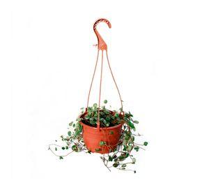 Planta natural Peperomia Pepperspot M 13x29x15 cm
