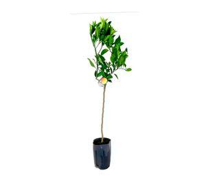 Árbol naranjo CT30 120x30 cm