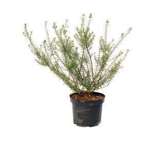 Planta natural Westringia blanca MCI 21