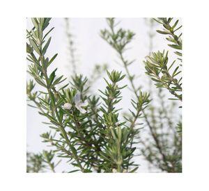 Planta natural Westringia blanca MCI 21