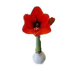 Planta natural Amaryllis wax bulbo 15x10 cm