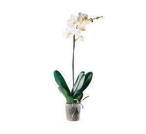 Planta natural Orquídea Phalaenopsis clásica en macetero 12 cm