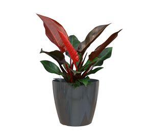 Maceta auto regable 36 cm San remo antracita